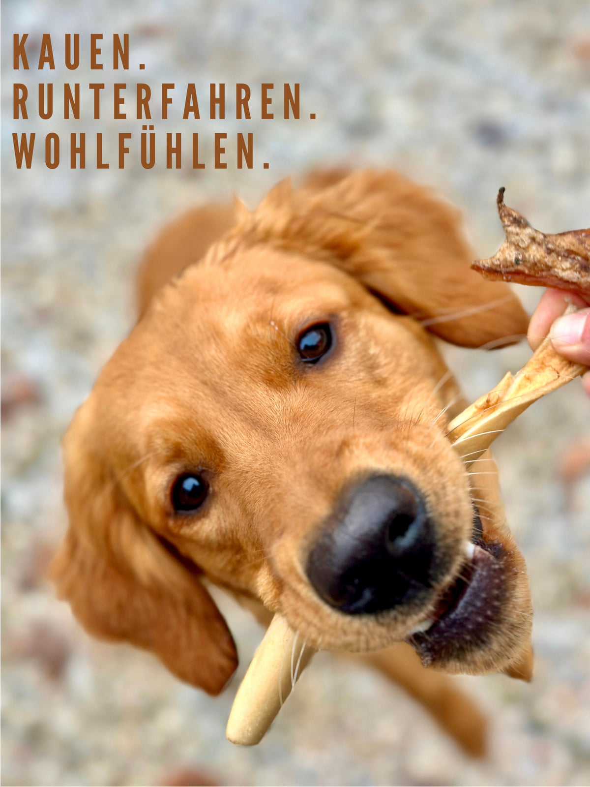 CrunchZeit Bundle – Übersicht der enthaltenen Snacks