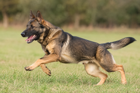 Kollagen für Hunde – AktivHund