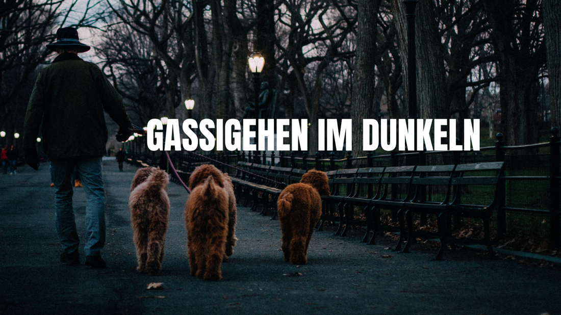Gassi im Dunkeln: So kommen Hund und Mensch sicher durch Herbst und Winter