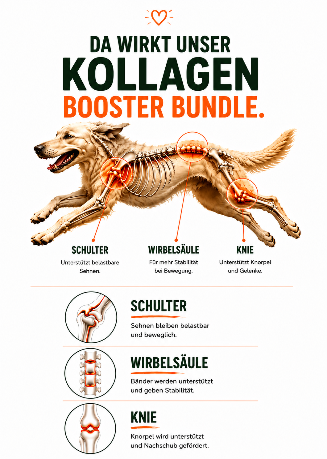 Kollagen-Booster-Bundle