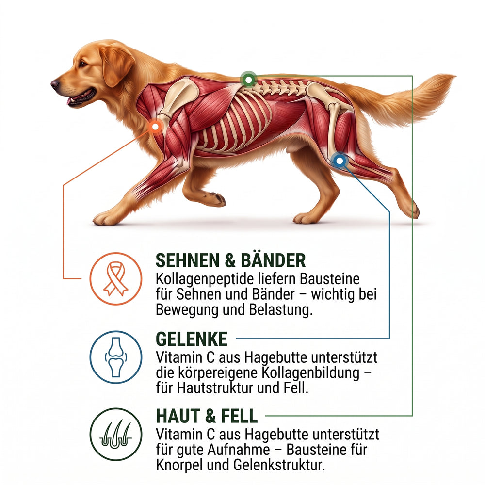Für Bewegungsapparat, Haut & Fell