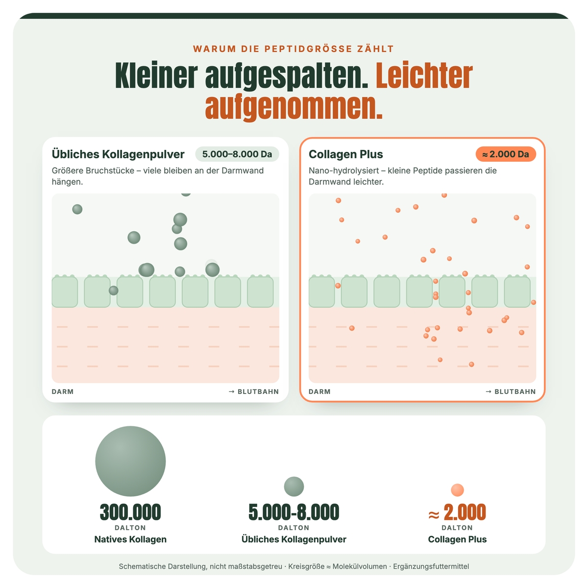 Collagen Plus: nano-hydrolysierte Kollagenpeptide mit rund 2.000 Dalton passieren die Darmwand leichter als übliches Kollagenpulver mit 5.000–8.000 Dalton – schematische Darstellung mit Größenvergleich